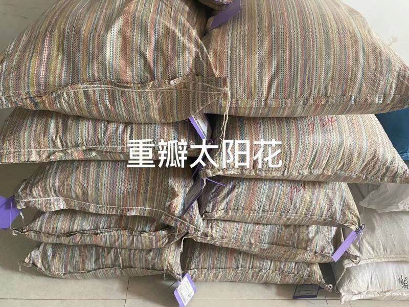 重瓣太阳花种子喜阳植物花坛绿化