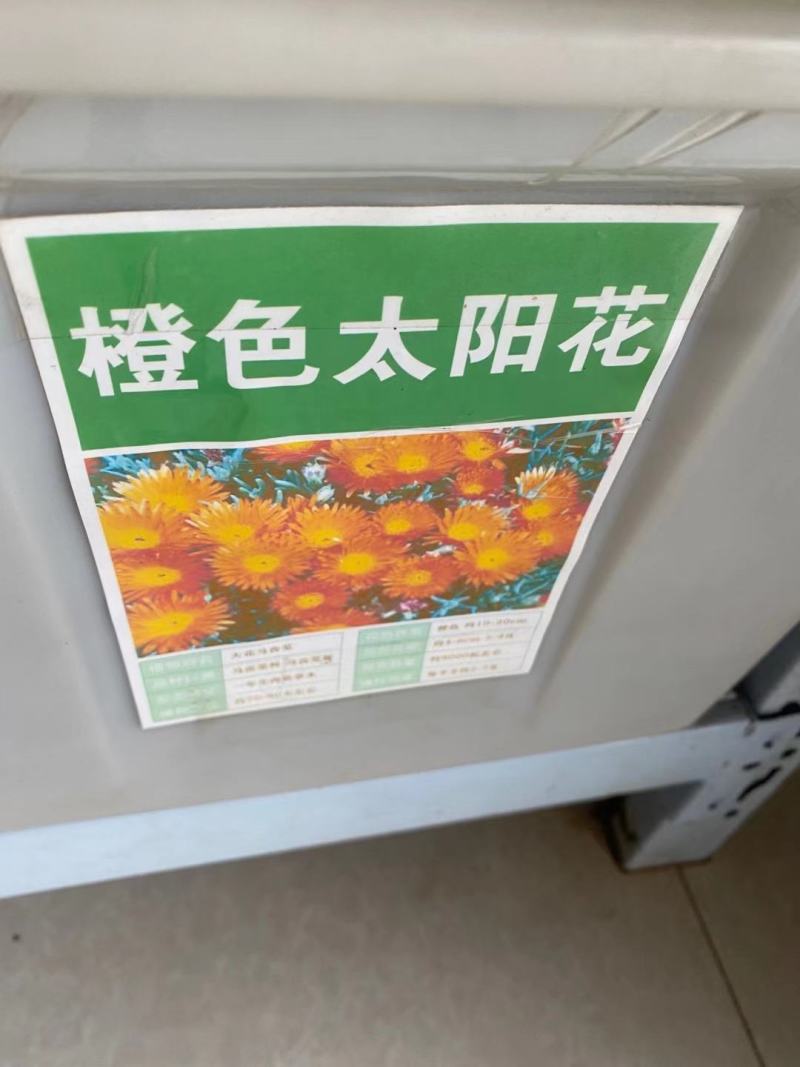 重瓣太阳花种子喜阳植物花坛绿化
