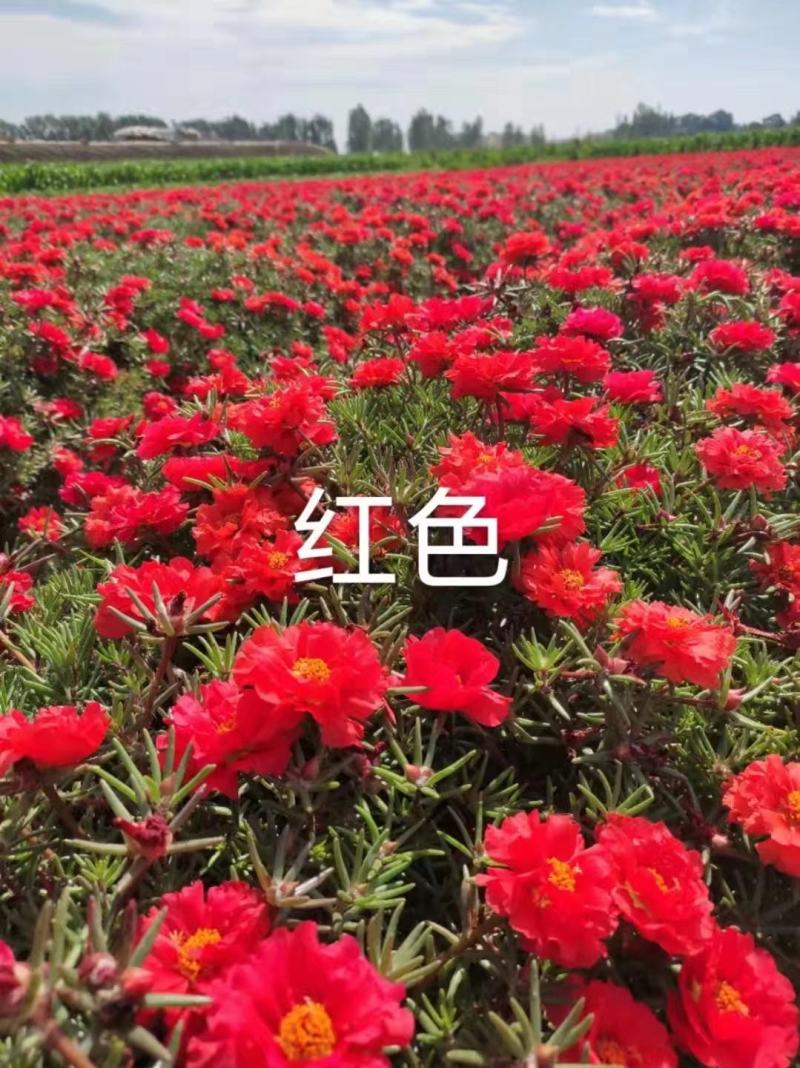 重瓣太阳花种子喜阳植物花坛绿化