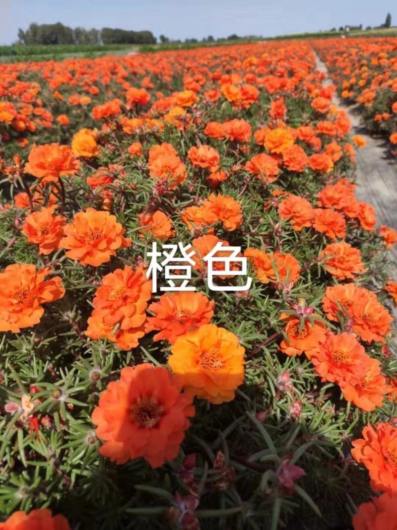 重瓣太阳花种子喜阳植物花坛绿化