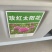 重瓣太阳花种子喜阳植物花坛绿化