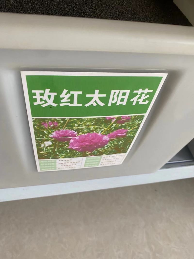 重瓣太阳花种子喜阳植物花坛绿化