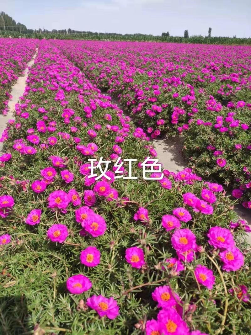 重瓣太阳花种子喜阳植物花坛绿化