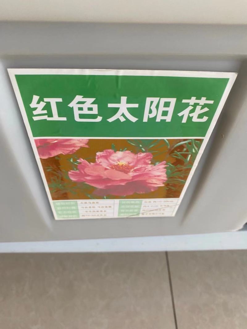 重瓣太阳花种子喜阳植物花坛绿化