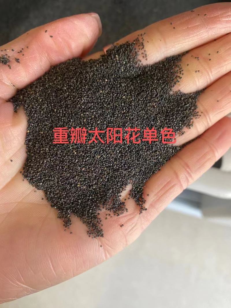 重瓣太阳花种子喜阳植物花坛绿化