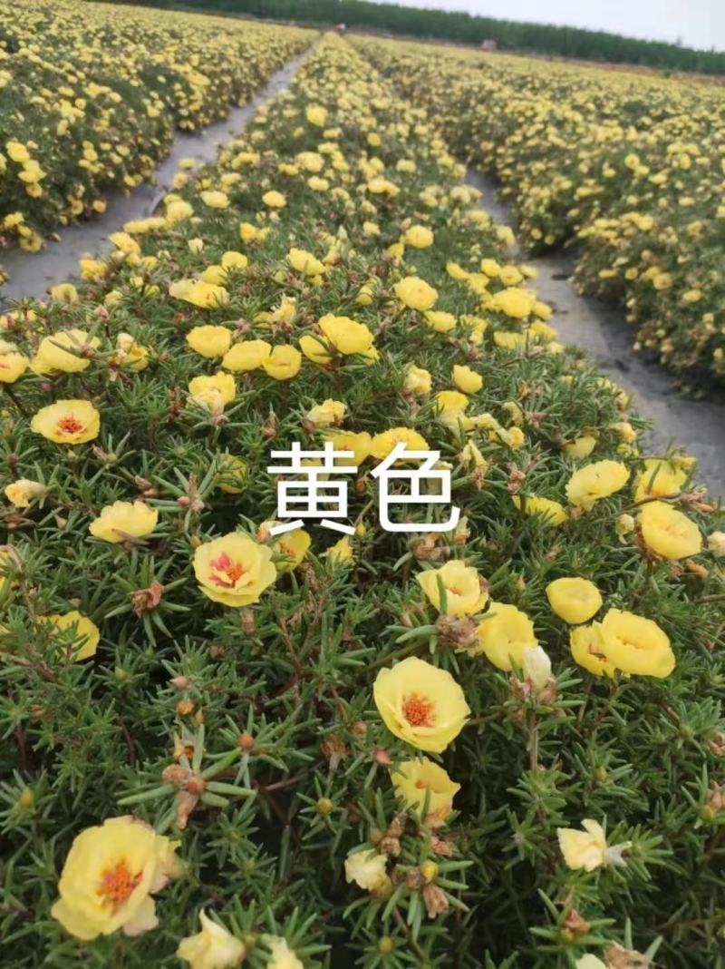 重瓣太阳花种子喜阳植物花坛绿化