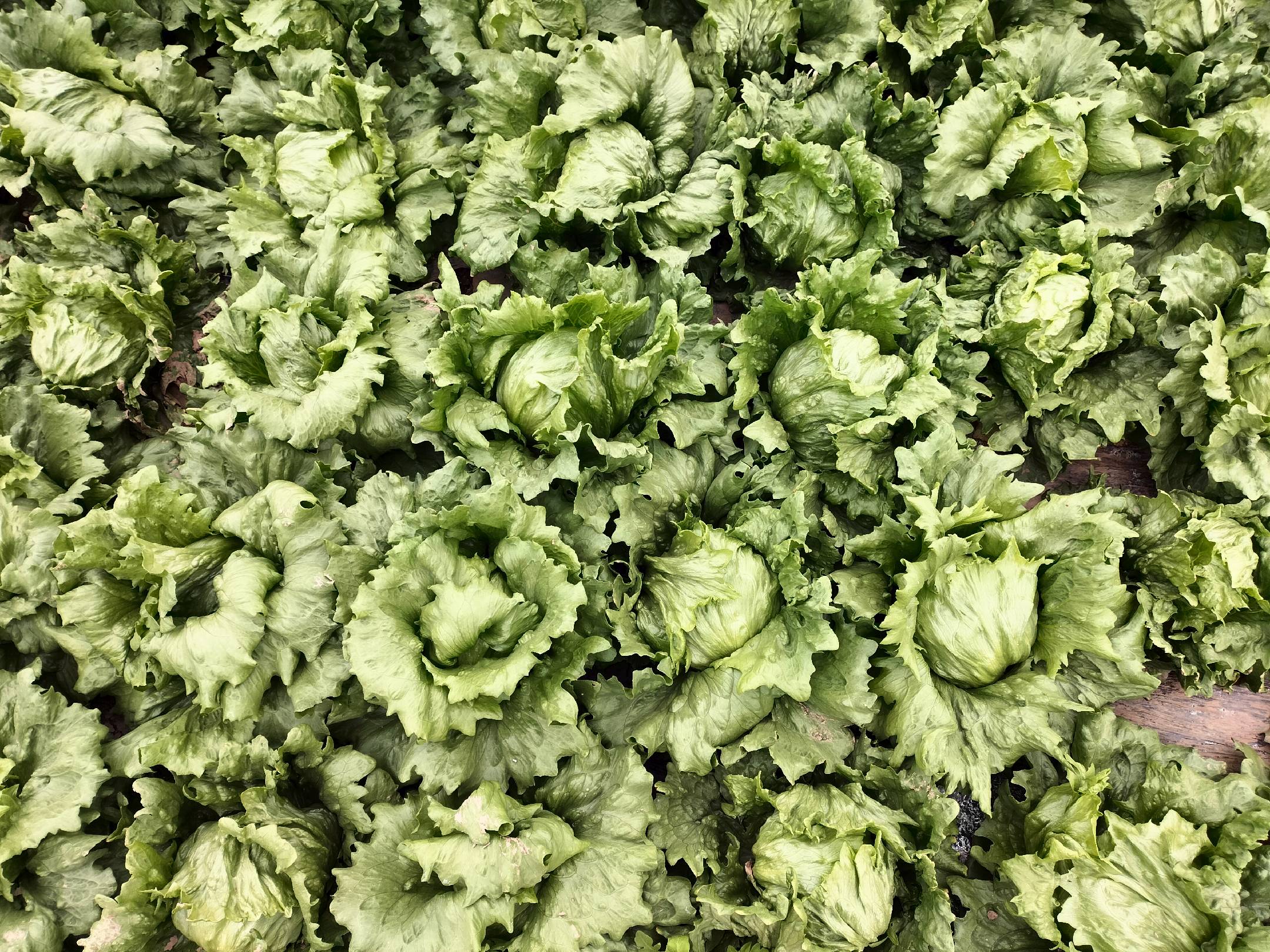 绿叶蔬菜对比图