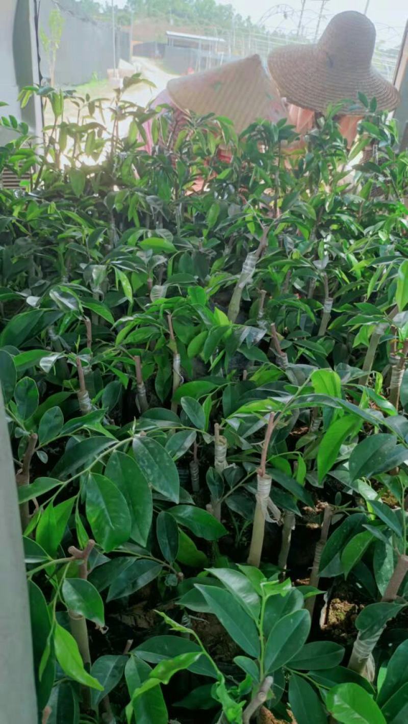 奇楠沉香苗，红骨凹身，西瓜叶，油叶子，白棋，各种靓品种，
