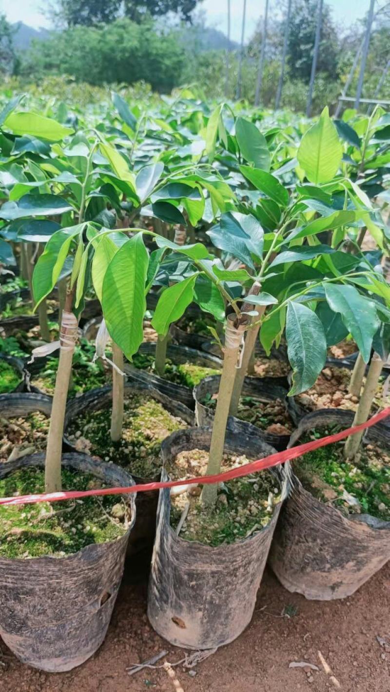 奇楠沉香苗，红骨凹身，西瓜叶，油叶子，白棋，各种靓品种，
