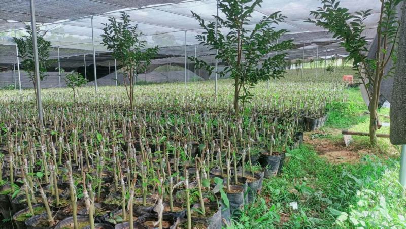 奇楠沉香苗，红骨凹身，西瓜叶，油叶子，白棋，各种靓品种，