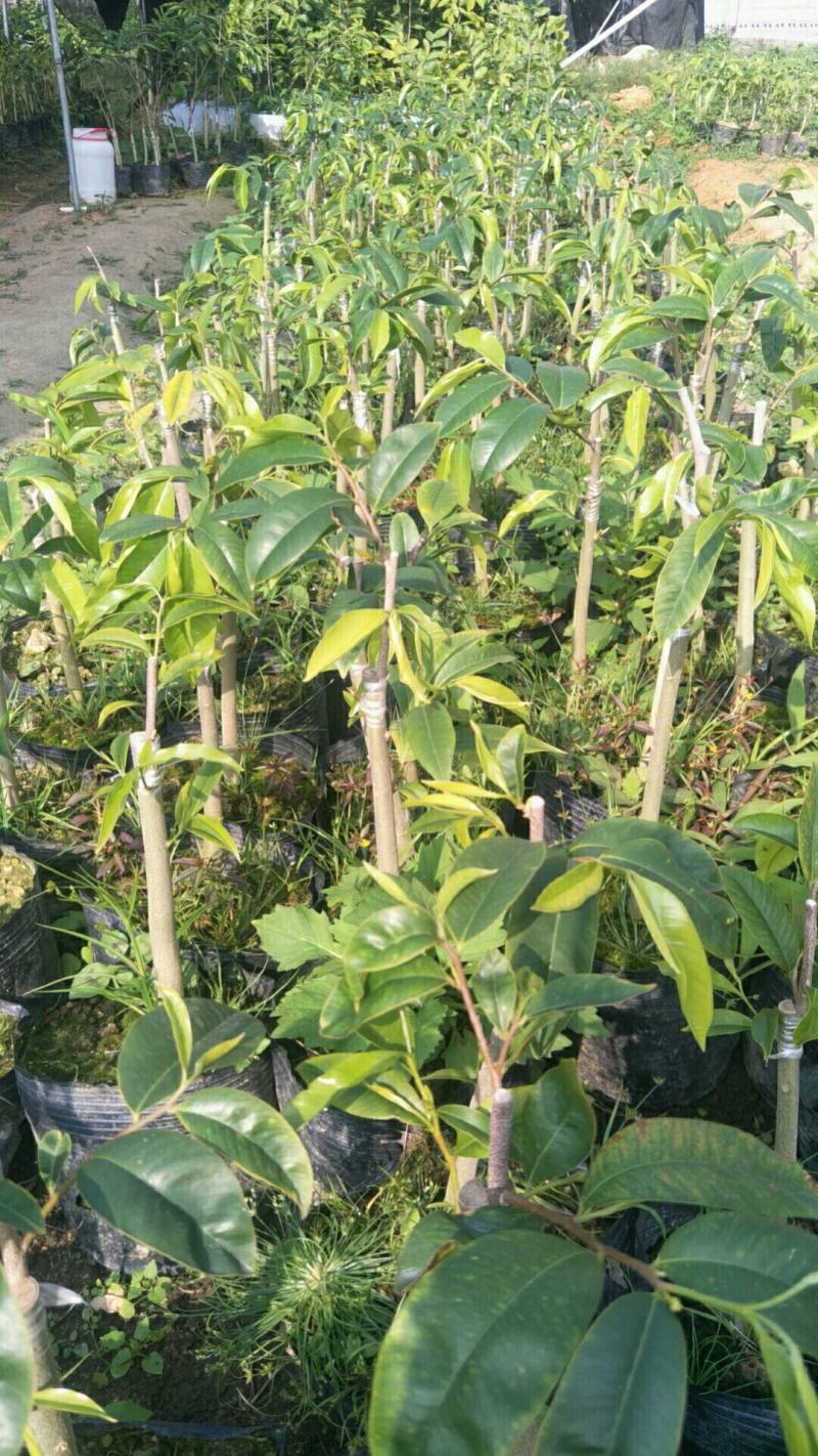 奇楠沉香苗，红骨凹身，西瓜叶，油叶子，白棋，各种靓品种，