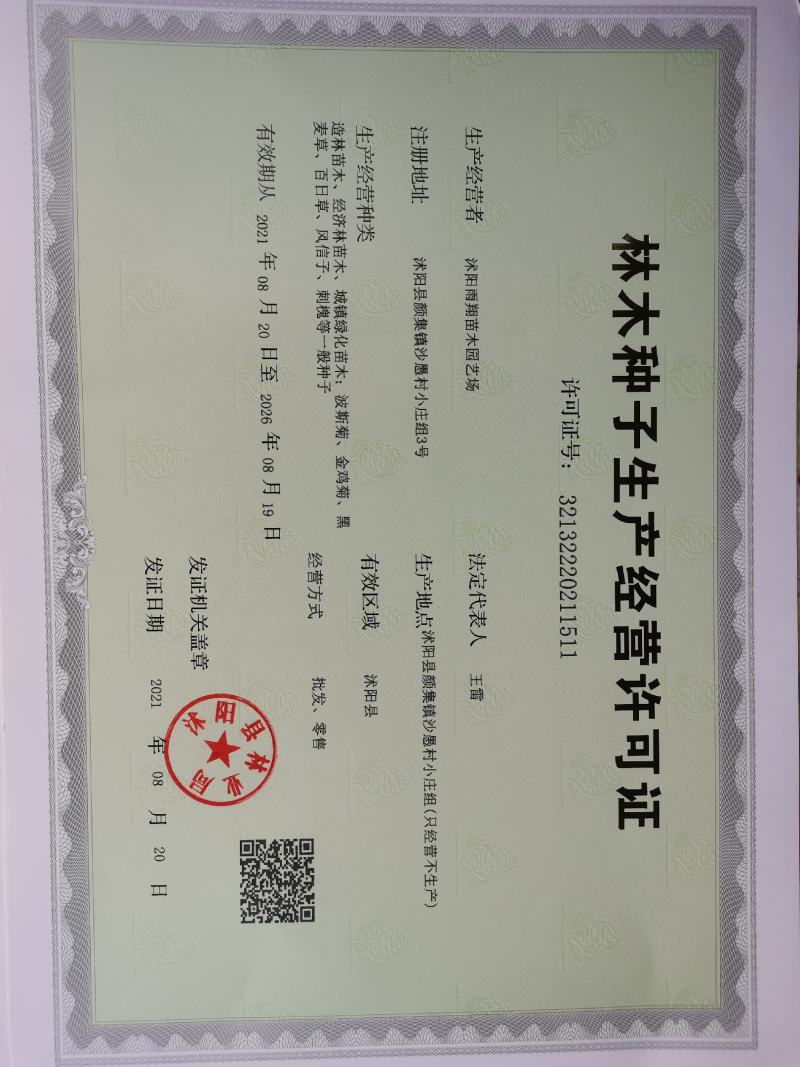 重瓣太阳花种子喜阳植物花坛绿化