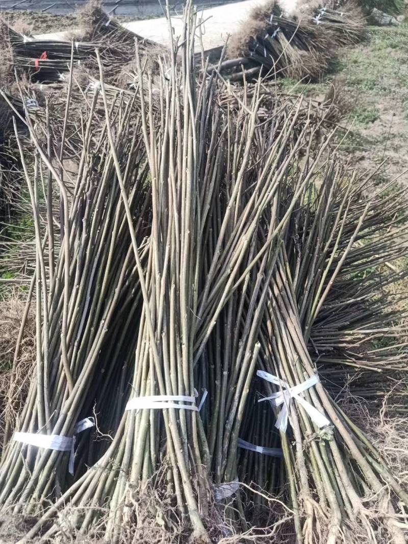 山桐子优质种苗山桐子基地直发，批发价，