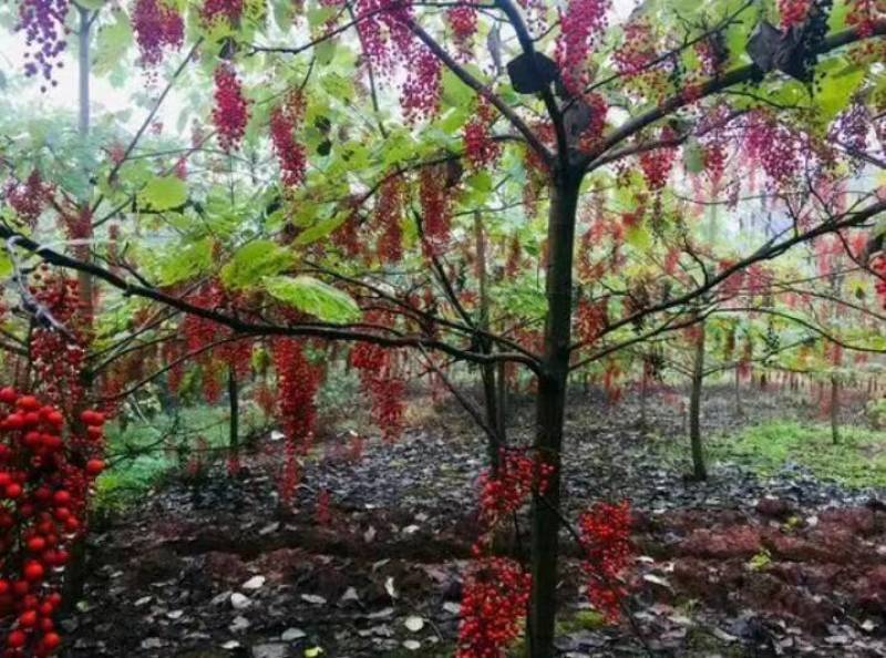 山桐子优质种苗山桐子基地直发，批发价，