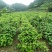 山桐子优质种苗山桐子基地直发，批发价，