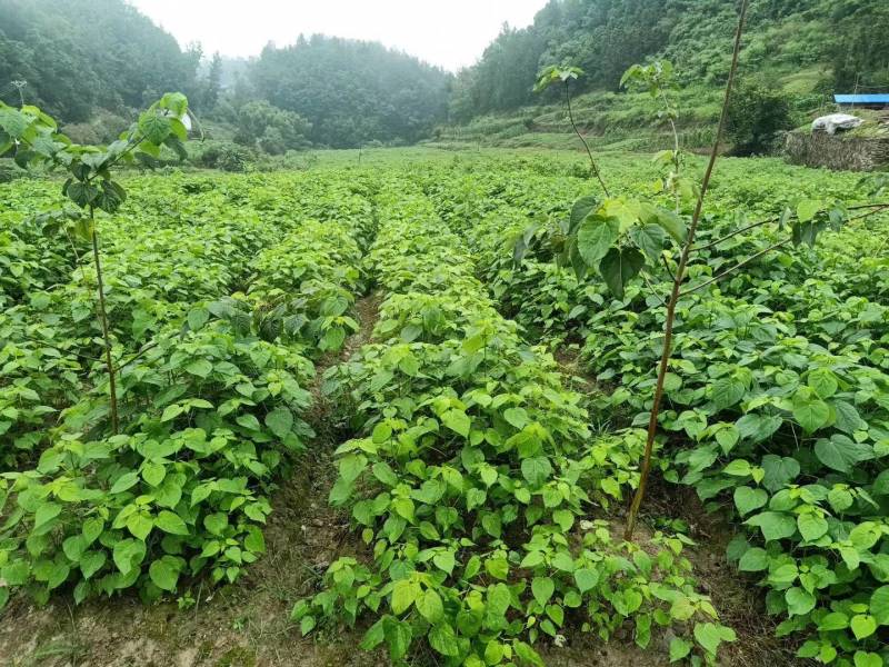 山桐子优质种苗山桐子基地直发，批发价，