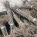 山桐子优质种苗山桐子基地直发，批发价，