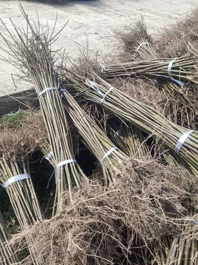 山桐子优质种苗山桐子基地直发，批发价，