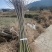 山桐子优质种苗山桐子基地直发，批发价，