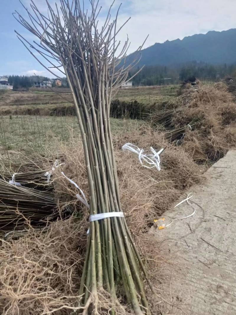 山桐子优质种苗山桐子基地直发，批发价，