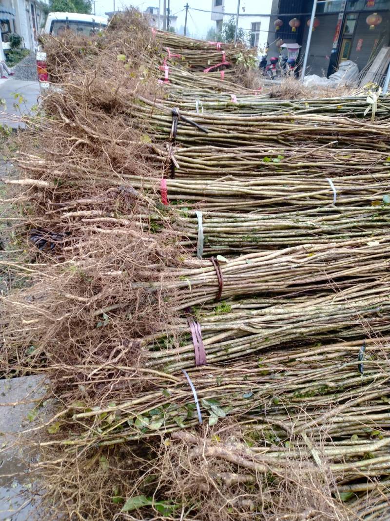 紫薇苗【绿化工程苗】紫薇苗，优质种苗，绿化园林，工程用苗