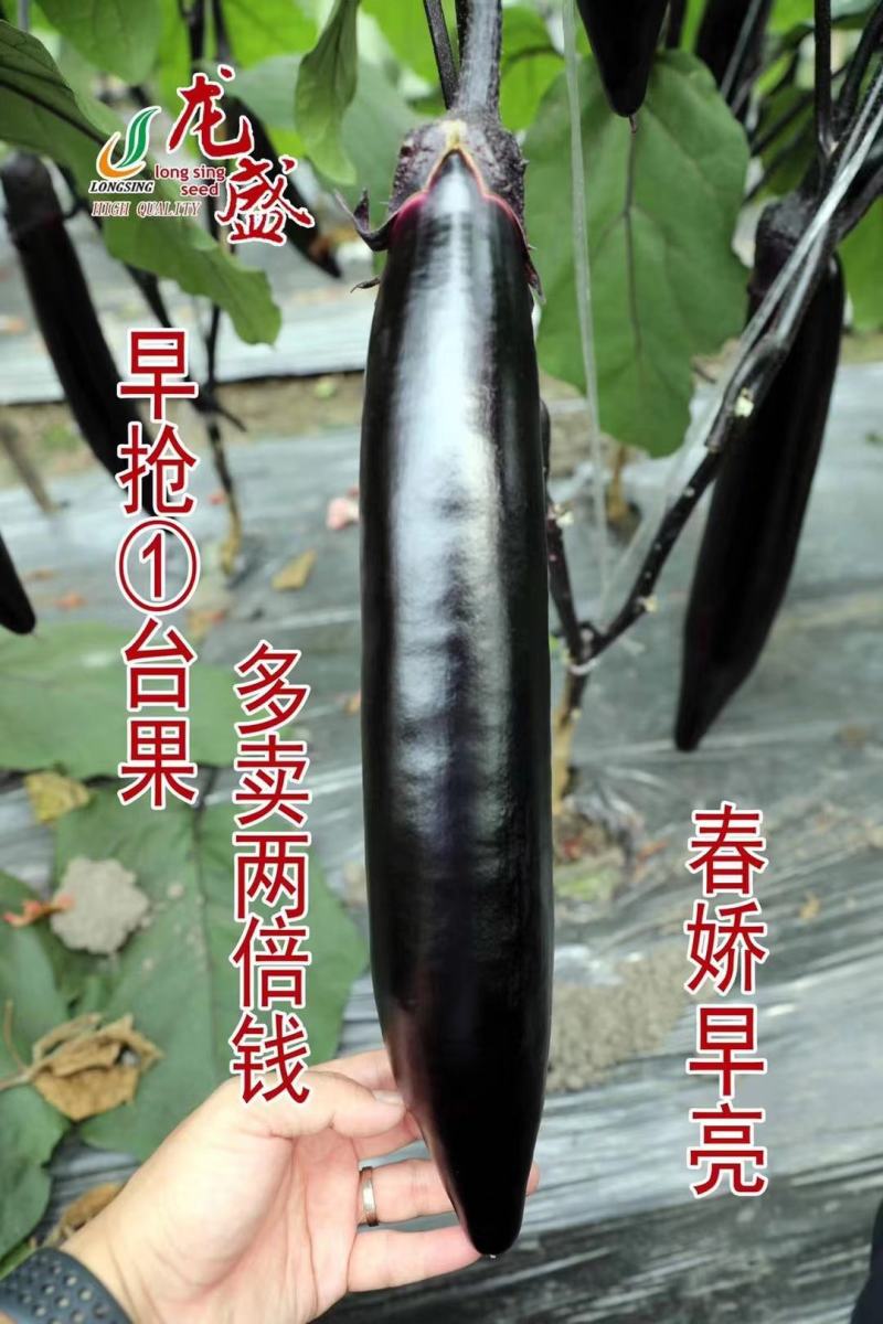 早抢一台果上市特早熟茄子种子春娇早亮油黑亮丽长茄种子