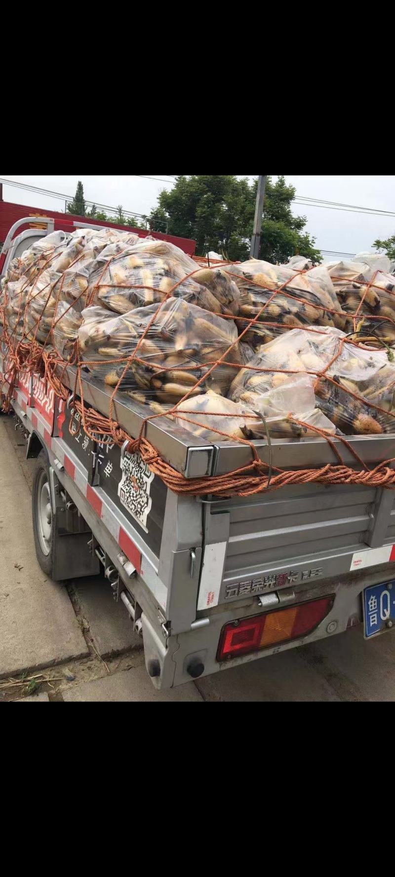 食用藕苗鄂莲6号观赏藕荷花苗浅水藕种根莲藕种深水藕种高产