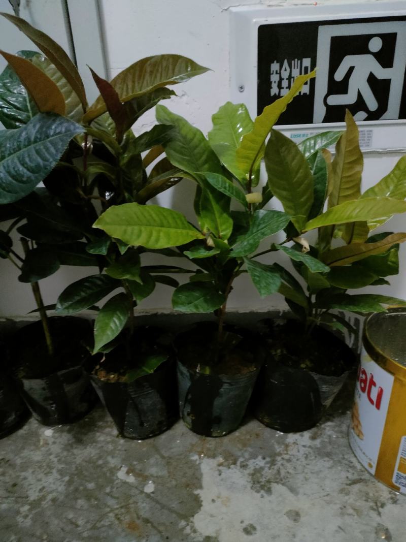 越南抱茎茶四季海棠扦插苗