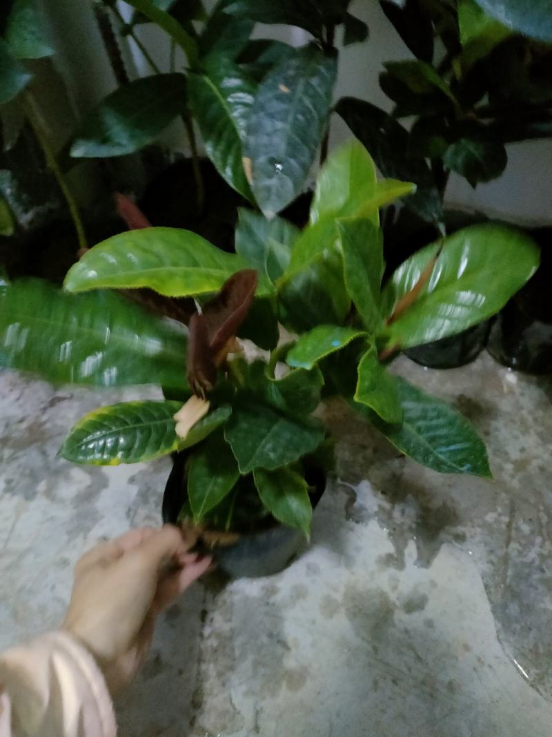越南抱茎茶四季海棠扦插苗