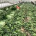 【力荐】产地优质代办红叶莴苣莴笋物美价廉量大质优