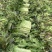 【力荐】产地优质代办红叶莴苣莴笋物美价廉量大质优