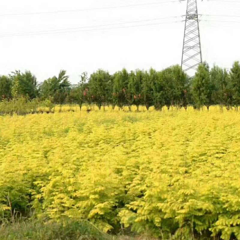 金叶水杉【基地直供】金叶水杉，黄金杉，现货直发欢迎咨询