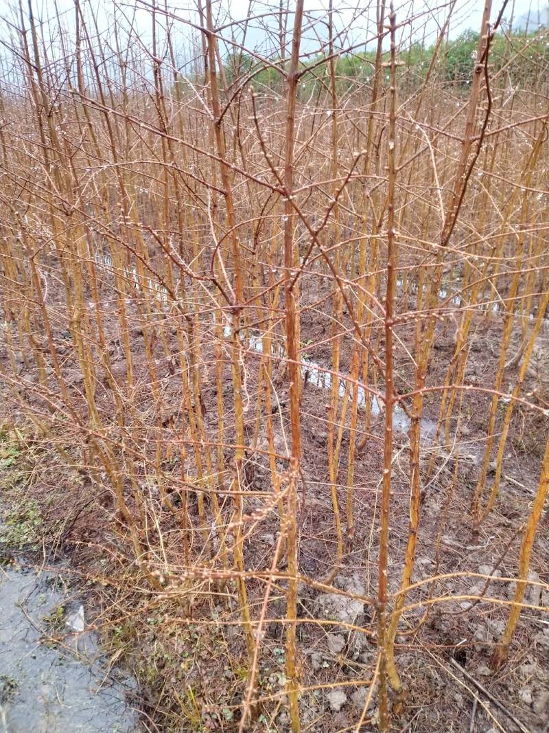 金叶水杉【基地直供】金叶水杉，黄金杉，现货直发欢迎咨询