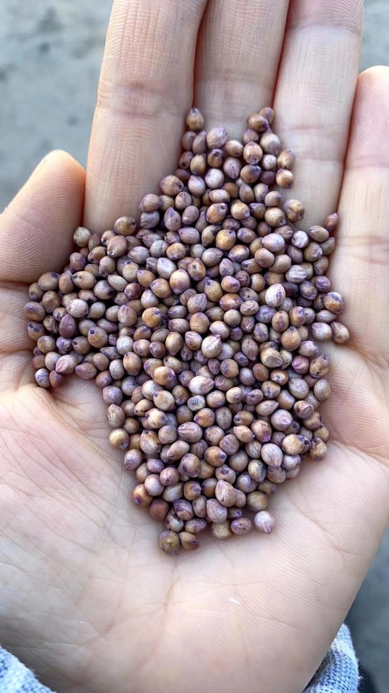 高丹草春播牧草产量高养牛羊猪种子大量供应中