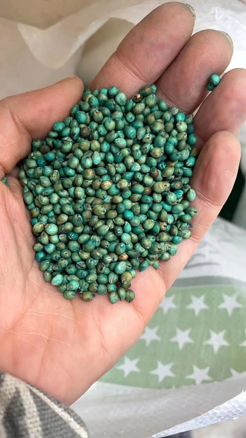 高丹草春播牧草产量高养牛羊猪种子大量供应中