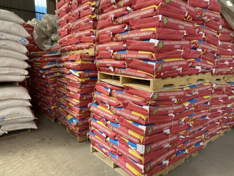 高丹草春播牧草产量高养牛羊猪种子大量供应中