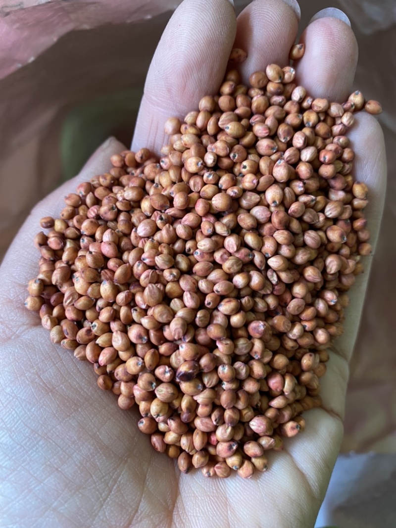 高丹草春播牧草产量高养牛羊猪种子大量供应中