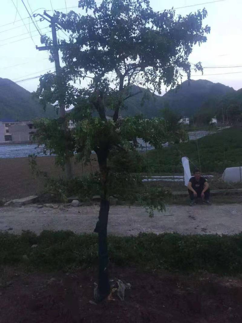 【推荐】高山瓜子黄杨，木质坚硬可做雕刻量大从优