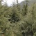 【推荐】高山瓜子黄杨，木质坚硬可做雕刻量大从优