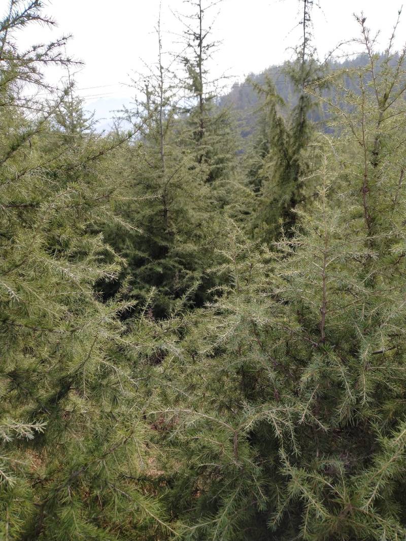 【推荐】高山瓜子黄杨，木质坚硬可做雕刻量大从优