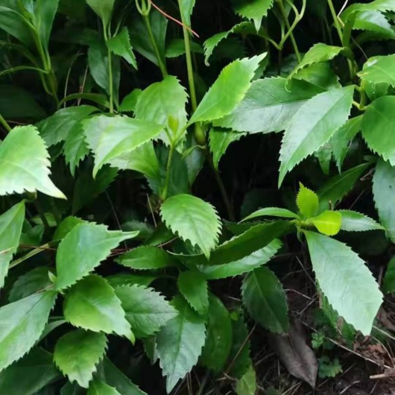 枳壳苗，枳壳为芸香科植物酸橙，及其栽培变种的干燥未成熟果