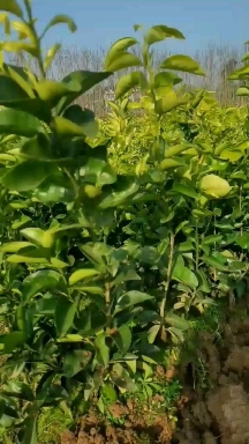 枳壳苗，枳壳为芸香科植物酸橙，及其栽培变种的干燥未成熟果