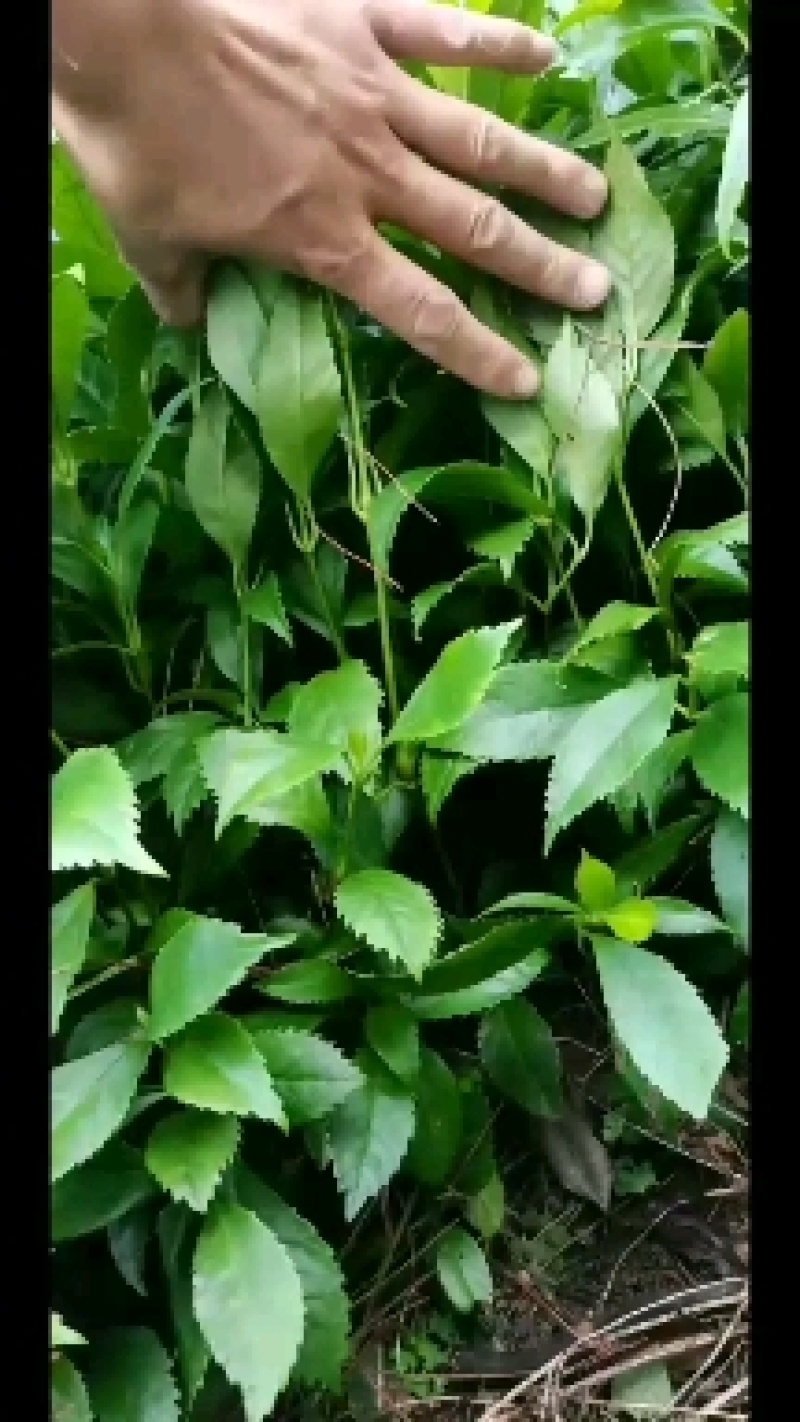 枳壳苗，枳壳为芸香科植物酸橙，及其栽培变种的干燥未成熟果
