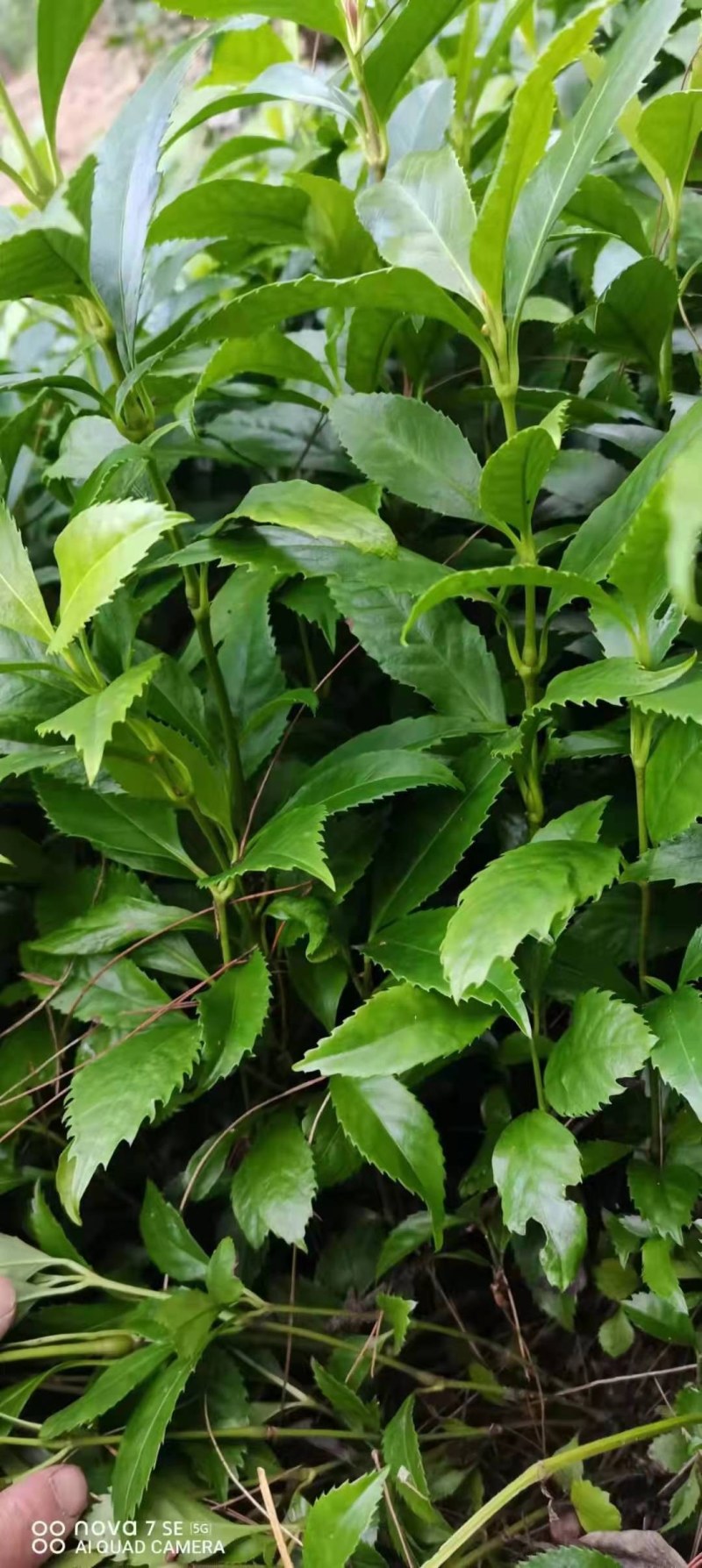 枳壳苗，枳壳为芸香科植物酸橙，及其栽培变种的干燥未成熟果