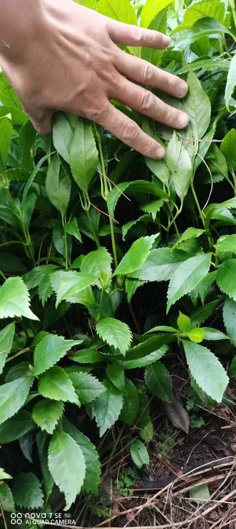 枳壳苗，枳壳为芸香科植物酸橙，及其栽培变种的干燥未成熟果