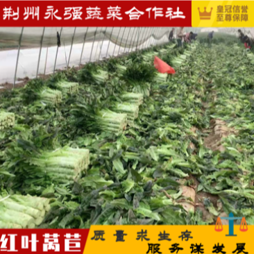 【力荐】产地优质代办红叶莴苣莴笋物美价廉量大质优