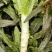【力荐】产地优质代办红叶莴苣莴笋物美价廉量大质优