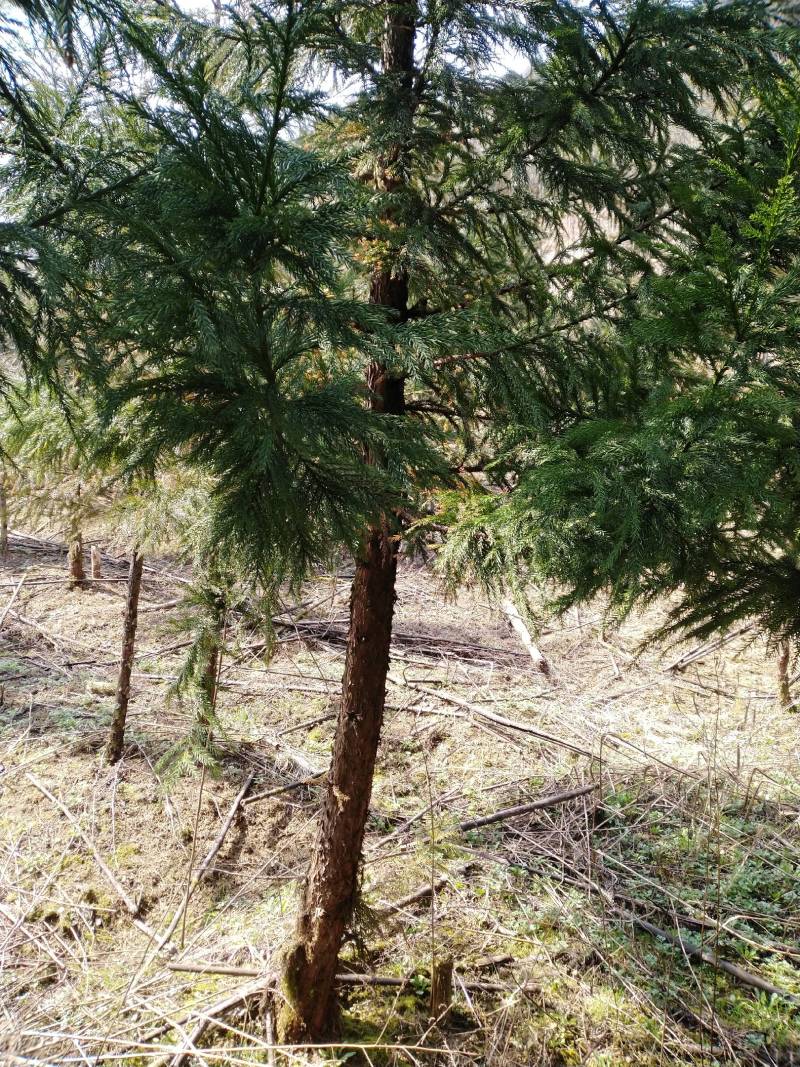 【惠】柳衫柳衫树苗绿化及造林苗基地直售量大从优