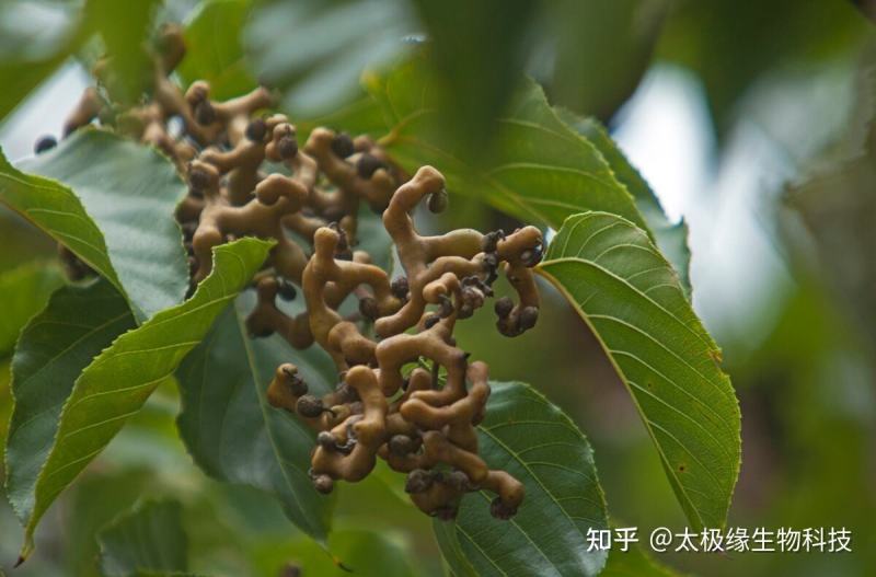 柺枣果，金钩子，长寿果，鸡爪梨，枳椇子，万寿果