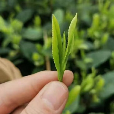 茶叶